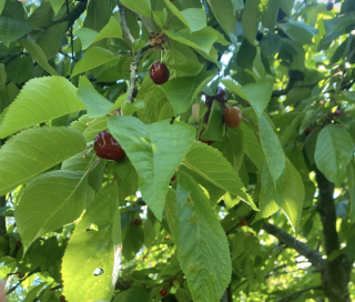 the time of cherries