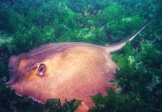 wiki photo stingray