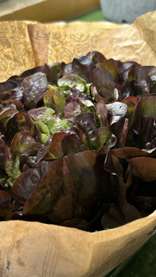 red oak lettuce