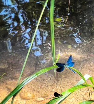 Large metallic damselfly with fluttering, butterfly-like wings