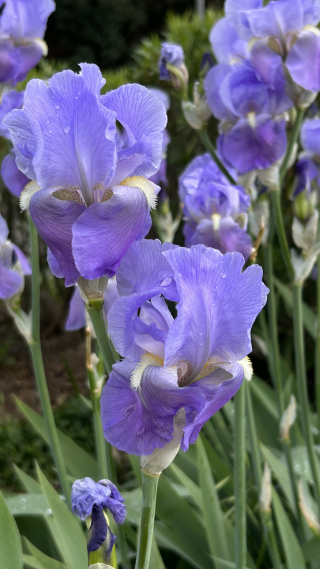 CASSIS IRISES