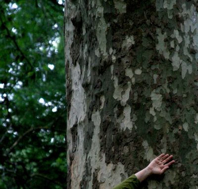 Tree hugger in France