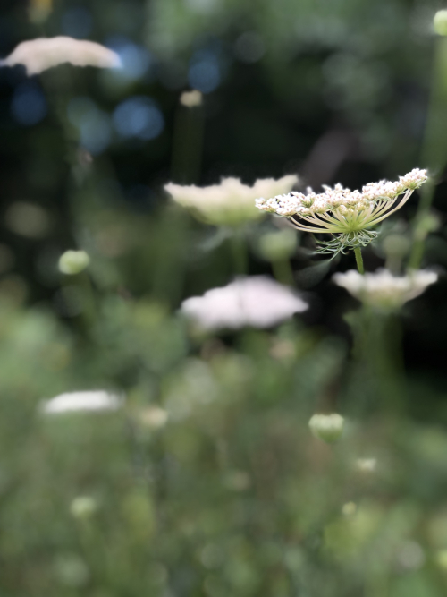 7F0281FD-B670-4E32-9322-38B5054AF33B_1_201_a 7F0281FD-B670-4E32-9322-38B5054AF33B_1_201_a