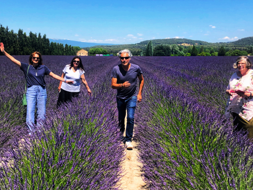 Lavender Fields 