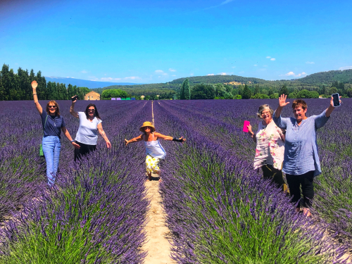 Lavender Fields 