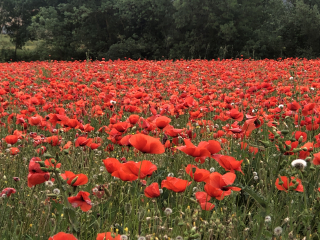 Poppies Corey amaro French la vie