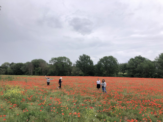 Poppies Corey amaro French la vie