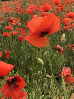 Poppies Corey amaro French la vie