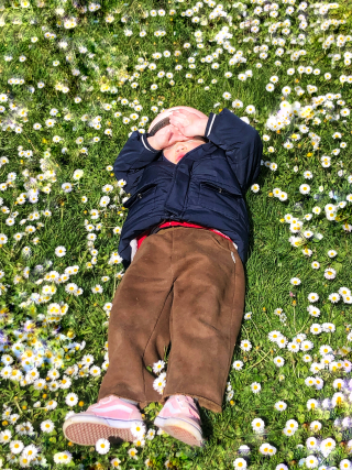 Daisies under the Sun