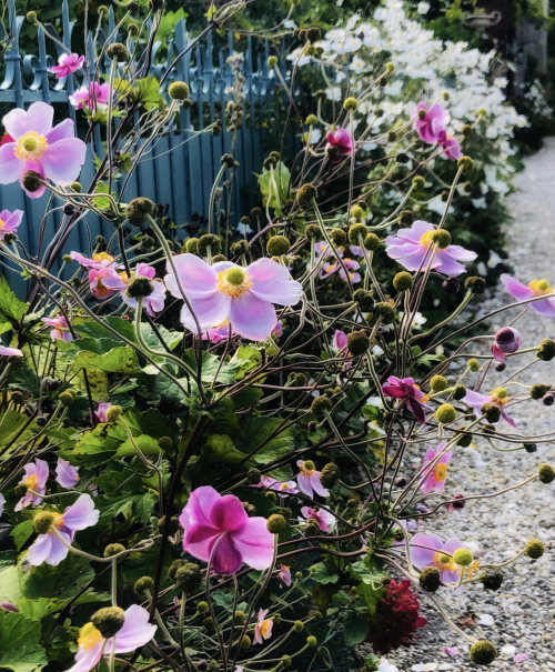 Beauty on thé Streets and at the Fleamarket