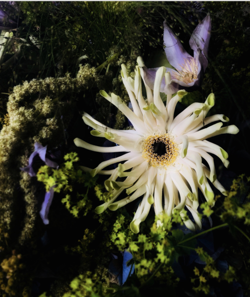 Spider chrysanthemum