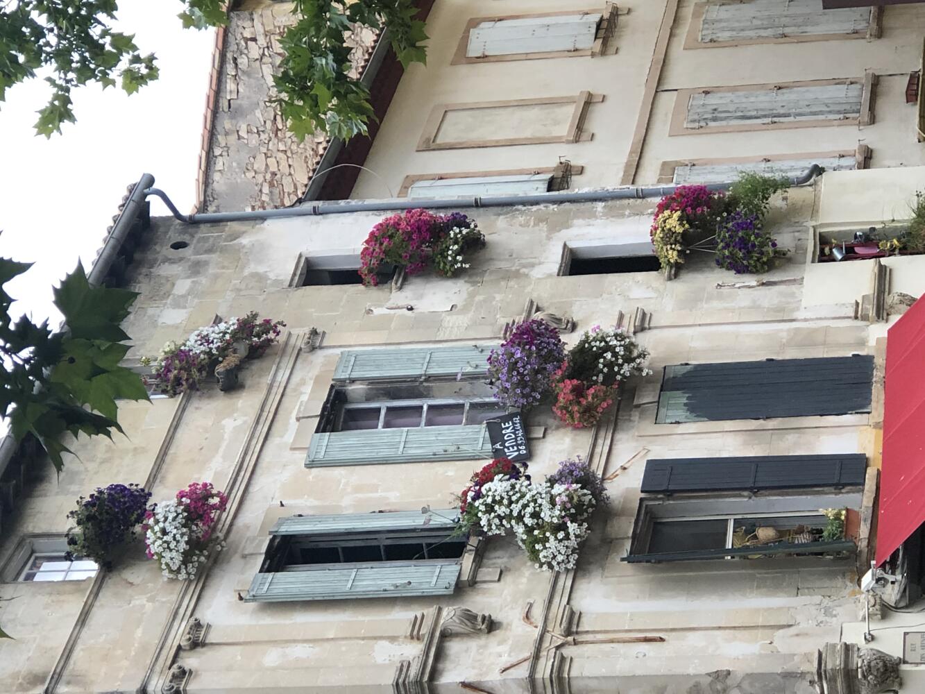 Flowers in French Windows, Corey Amaro, French la Vie