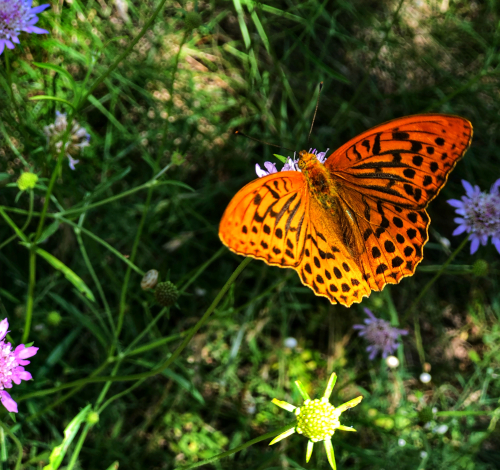 butterfly summer