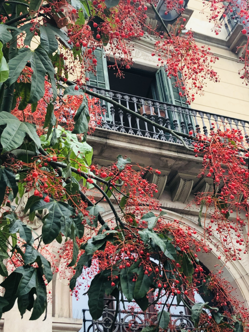 Barcelona in Bloom