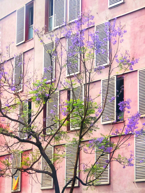 Barcelona in Bloom