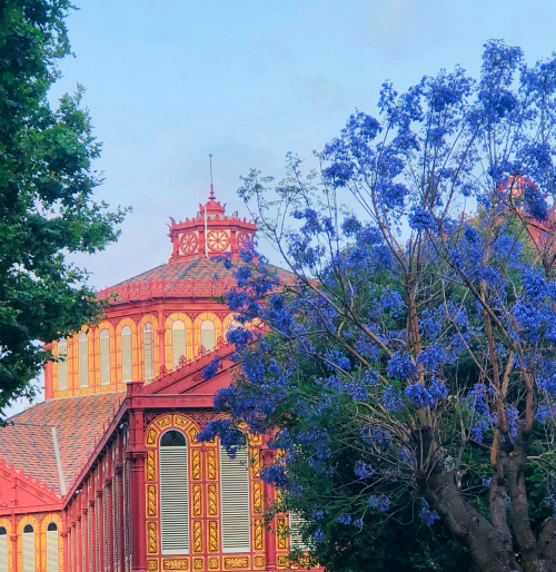 Barcelona in Bloom