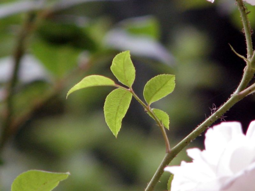 corey amaro standing amongst the rose corey amaro standing amongst the rose