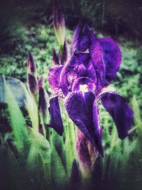 the first iris