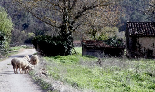 Sheep-on-the-road