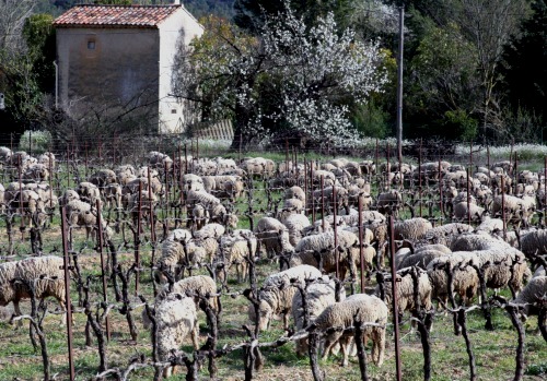 Sheep-in-the-vineyard