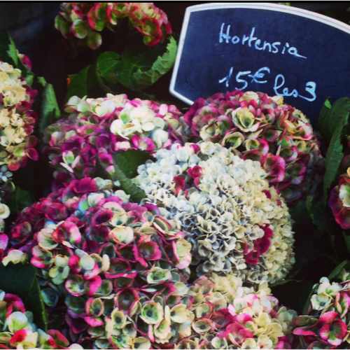 flowers for healing