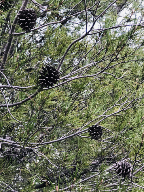 pine cone scented air