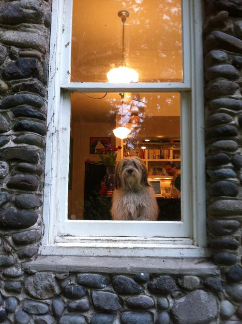 Maple color kathe Maple color kathe