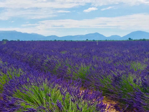 Lavender laurie Annya