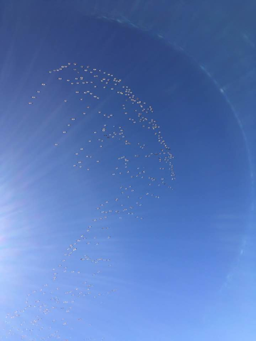 Snow geese playing in the sunlight Leau