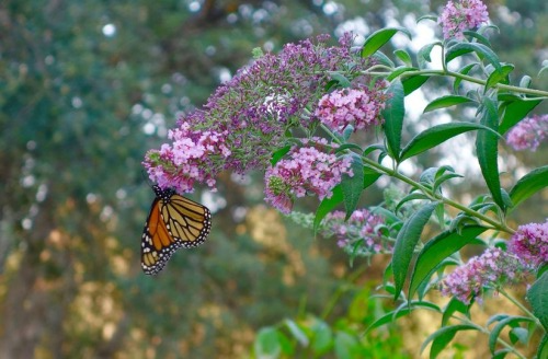 Becky peterson garden