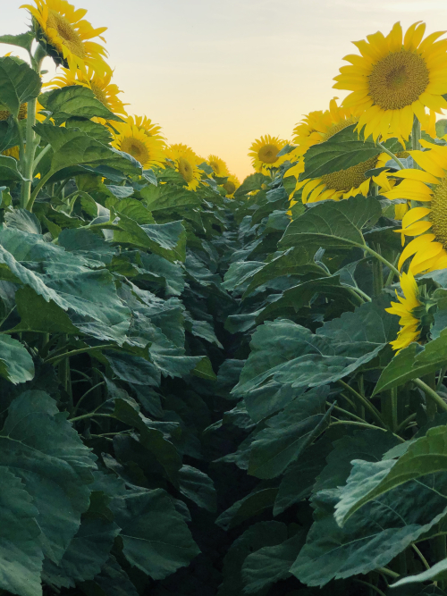 10A767B7-E1E6-45CF-942F-7926A0C6E31B 89E7D4DB-2C3D-48CA-8CF5-14C2A4D1535B