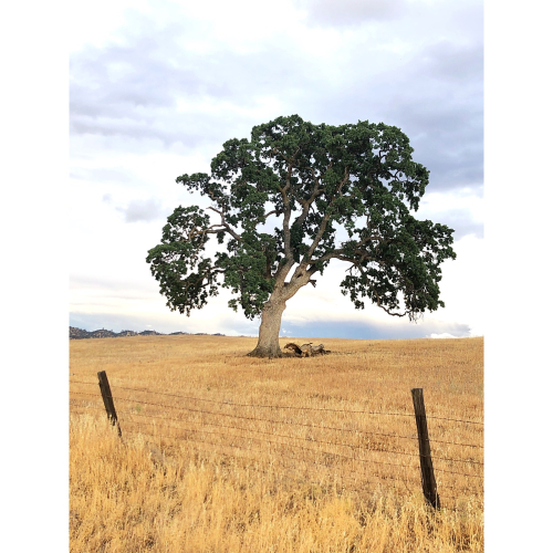 Tree of Life, French la Vie Tree of Life, French la Vie