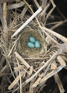 Birds in nest and nature's course