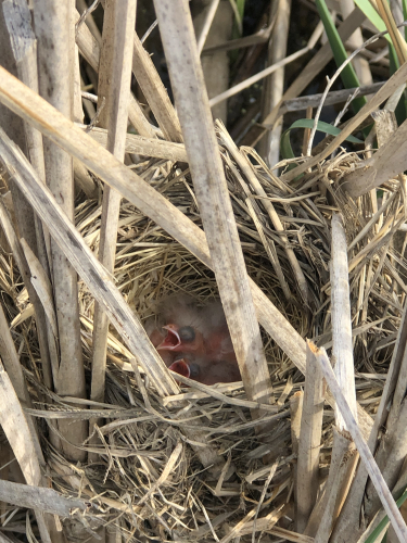 bird's nest