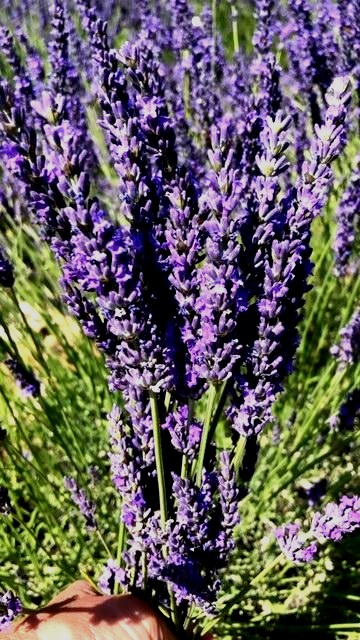 lavender fields forever