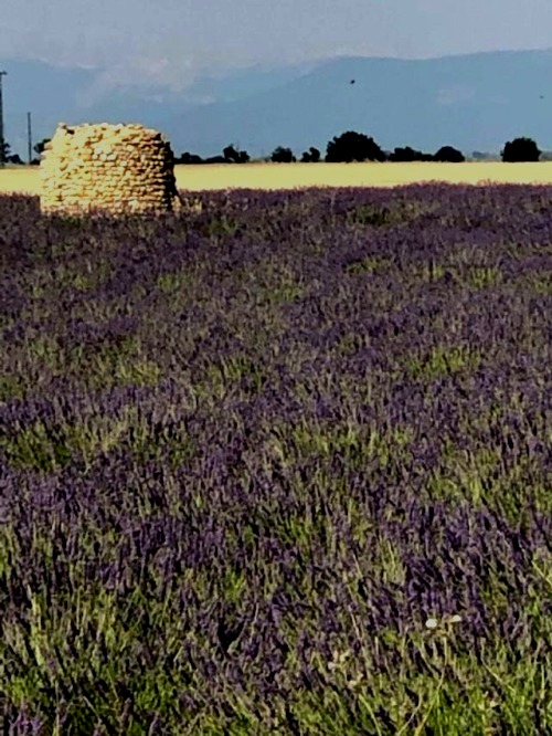 lavender fields forever