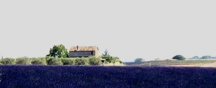 lavender fields forever