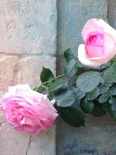 flowers in provence