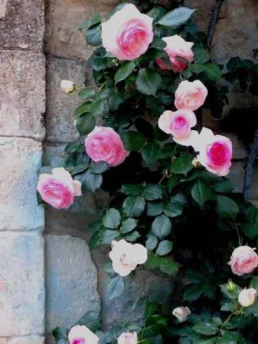 flowers in Provence