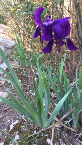 iris provence