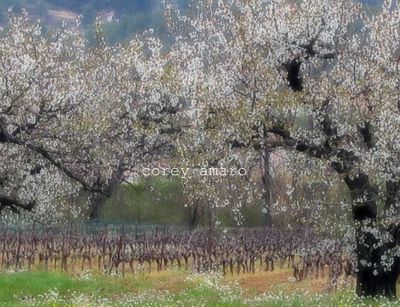 Rich soil tender blossoms Rich soil tender blossoms