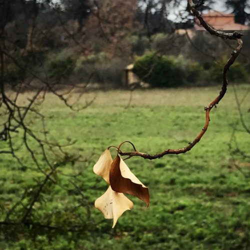 French Countryside, daily walk, corey amaro French Countryside, daily walk, corey amaro