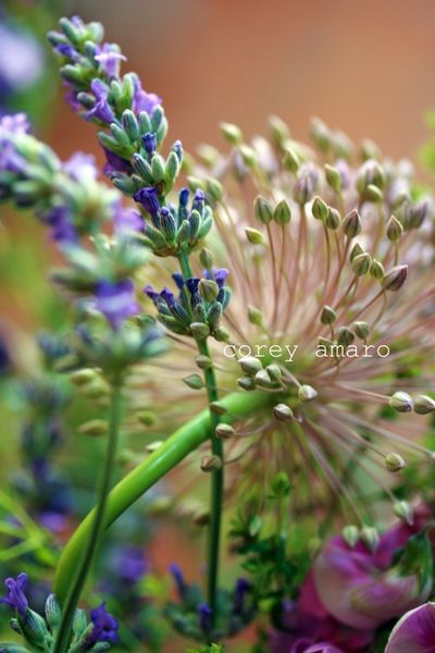 Wild flowers provence Wild flowers provence
