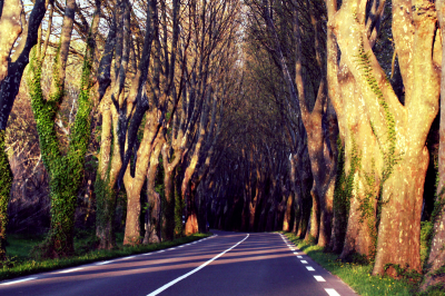 Line-of-trees Line-of-trees