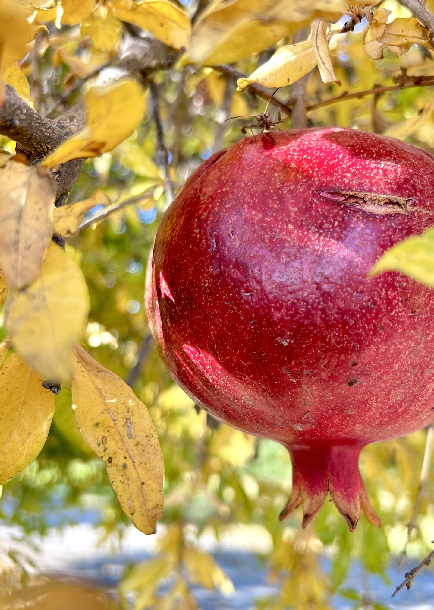 A Pomegranate Harvest: A Juicy Family Affair